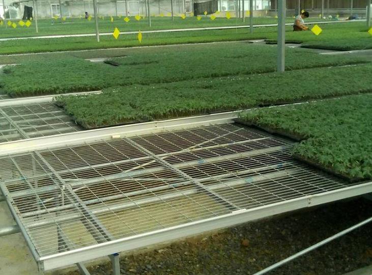 1564975161522814.jpg <a href='http://www.empapersblog.com/miaochuangsheshi/199.html'target='_blank'><a href='http://www.empapersblog.com/miaochuangsheshi/199.html'target='_blank'><a href='http://www.empapersblog.com/miaochuangsheshi/199.html'target='_blank'>育苗床</a></a></a>.jpg